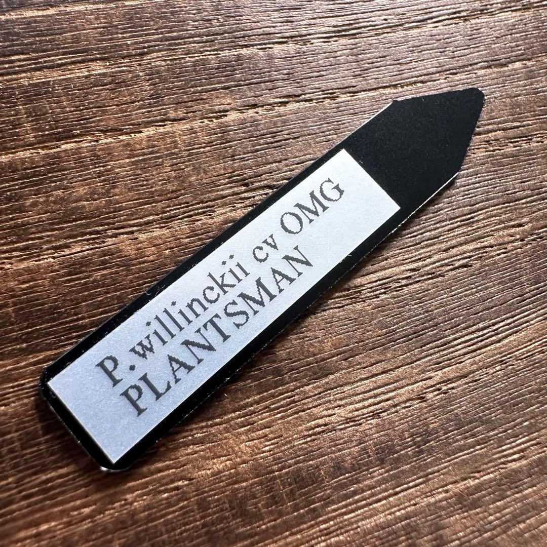 ②【限定出品】P.willinckii OMG 前葉体 胞子体 タッパーまるごと