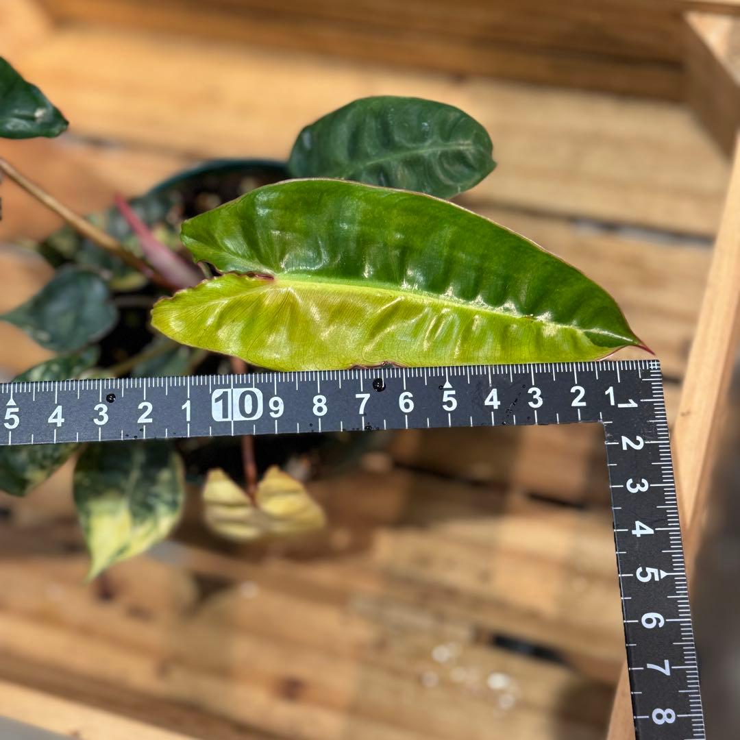 さ**様 26 フィロデンドロン　ビレッタエ　ビレッティア　斑入り　美斑