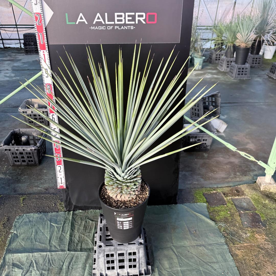 じ*歩様 【AL1126】ユッカ　リギダ