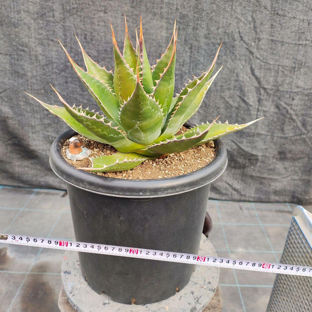 T*y様 アガベ モンタナ　大株