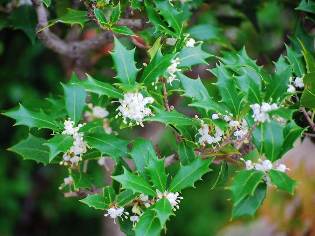 チャムチャム様冬色現品限り　薄雪色のピアス他14kgf