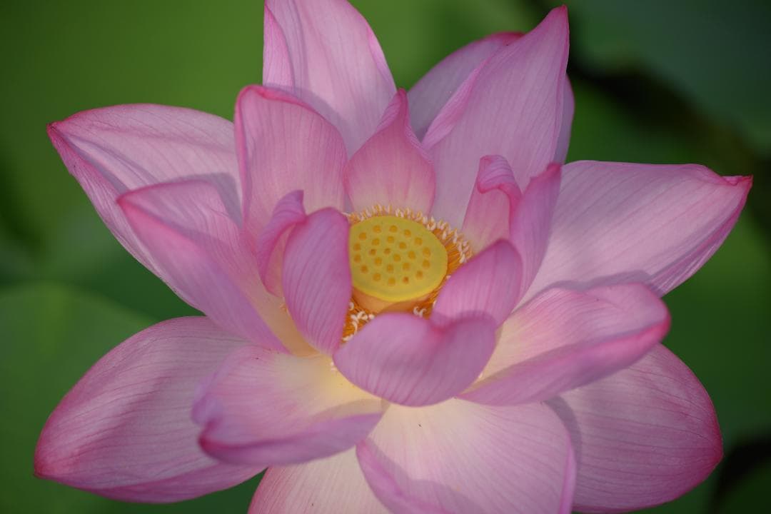 作例ありNikon ED AF 70-300mm f/4-5.6D ズームレンズ