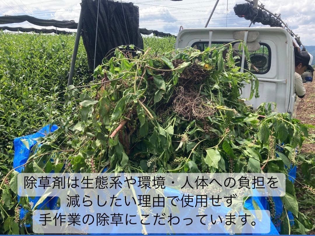 ＊1月のお茶＊5種類飲み比べセット(計20個入り＋ラテ40杯分)