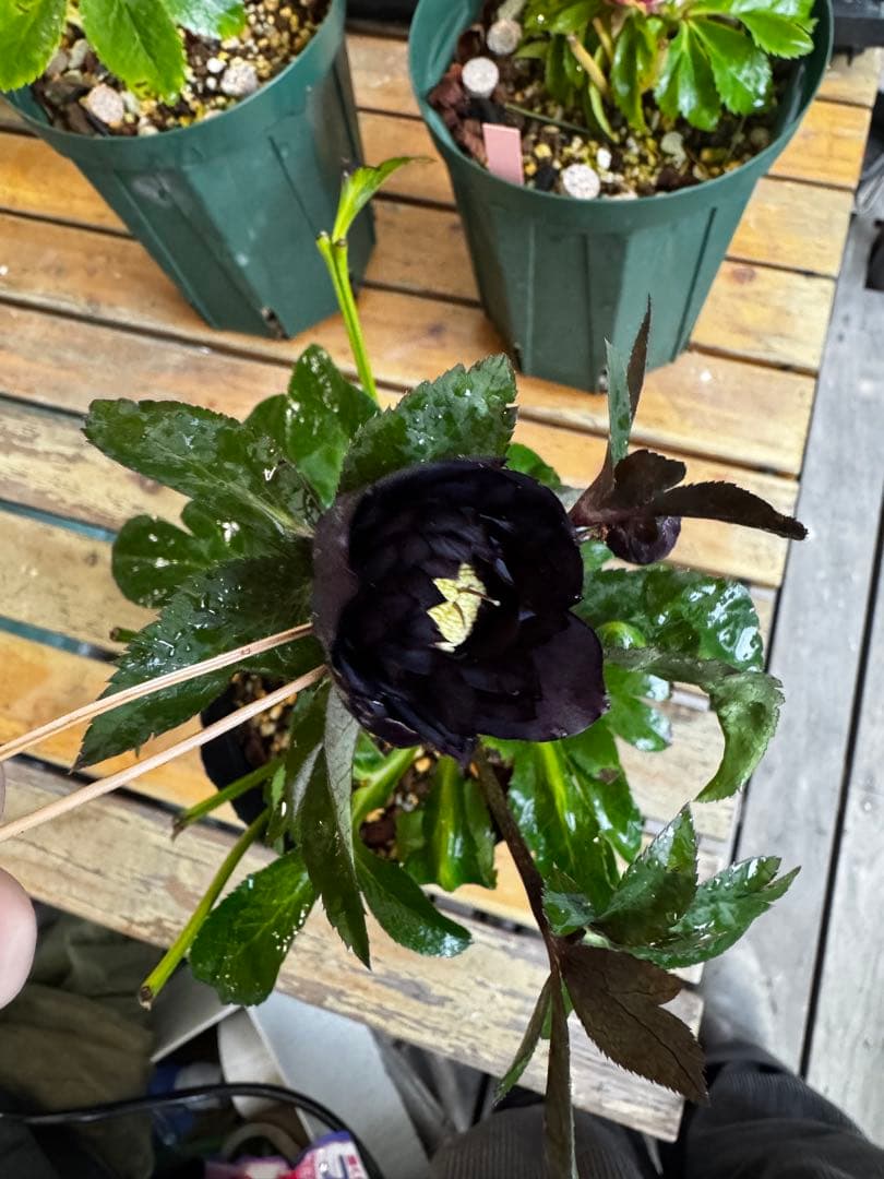 クリスマスローズ 開花株 小輪多弁ブラック(クレオパトラ×美黒姫)