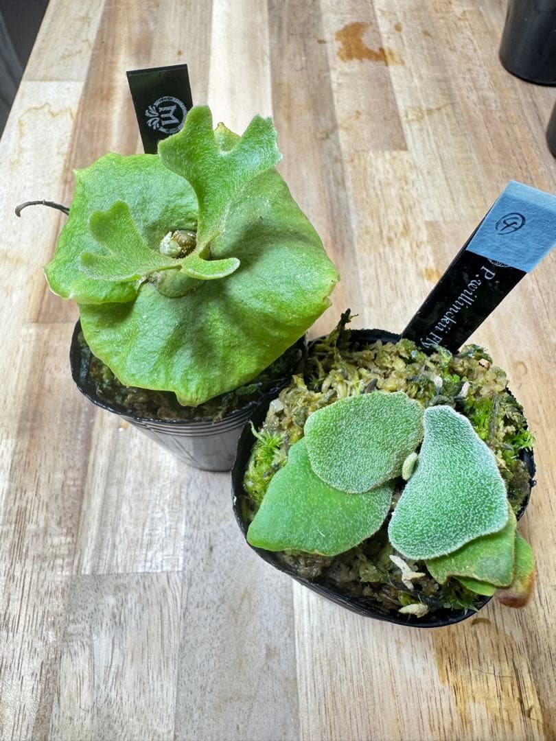 willinckii Fly dwarf 確定④ オマケ付き