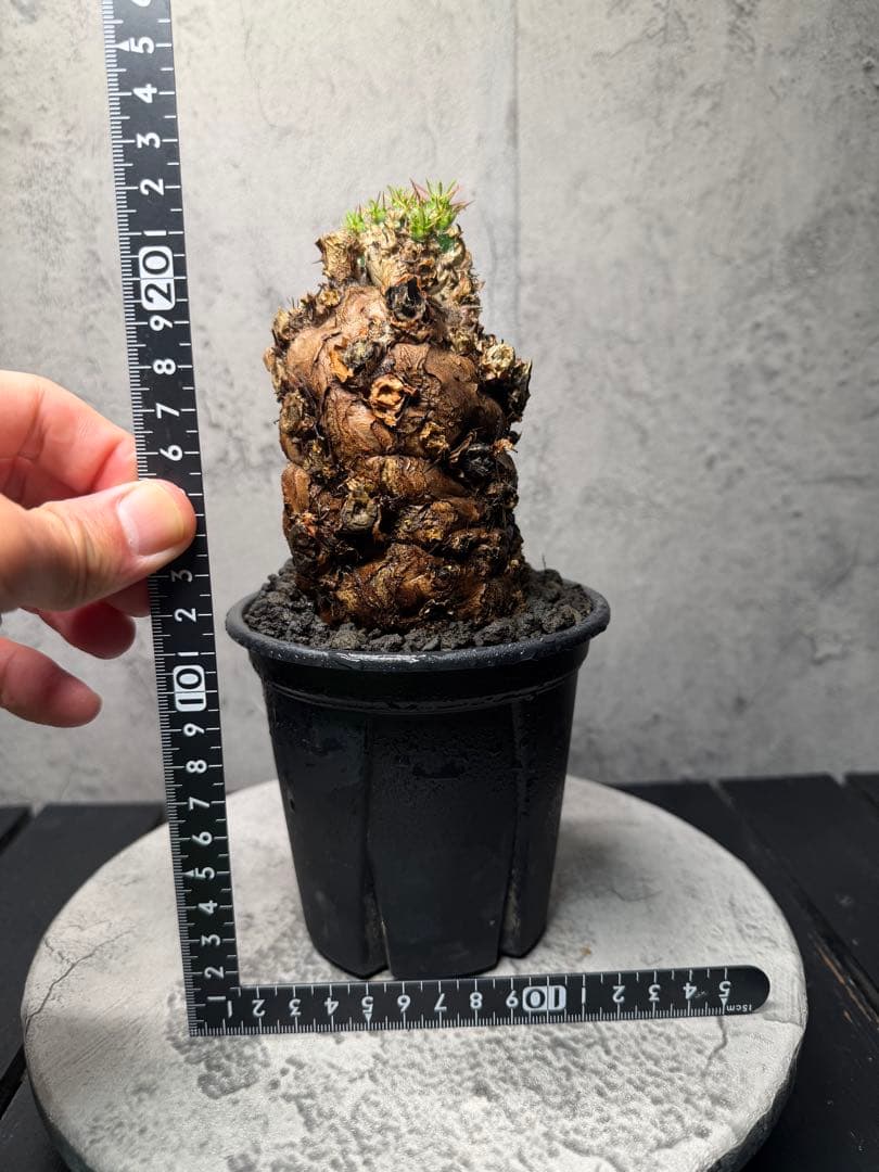 ユーフォルビア　ムランジーナ　発根済み　美樹形