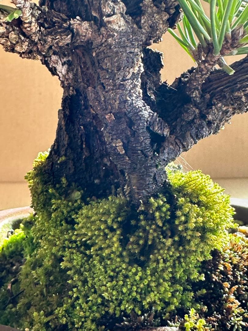 盆栽 小品盆栽 錦松(夢錦)-2