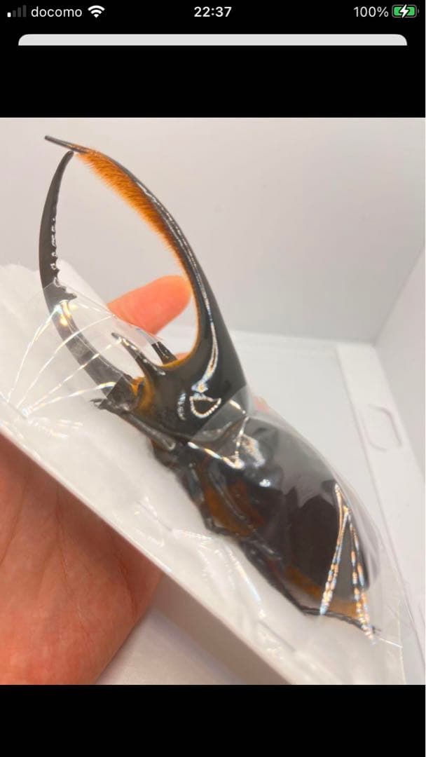 最終値下げ❗️ネプチューンオオカブト　ペア　標本