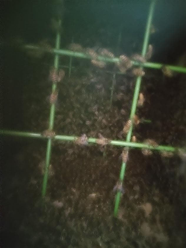 日本蜜蜂 重箱式巣箱4段 スライド底板付巣門台座　スノコ付き