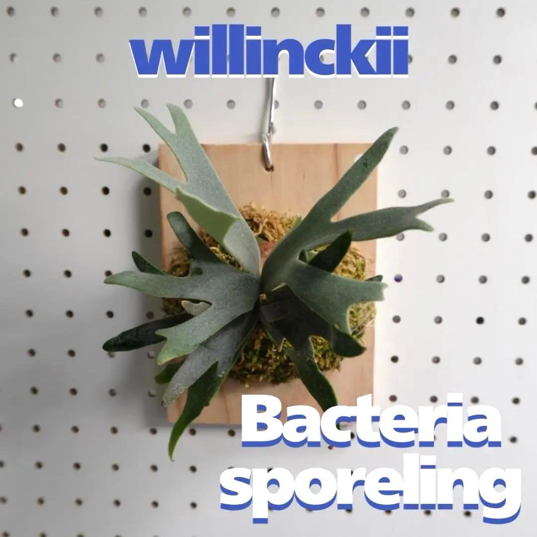 ビカクシダ ウィリンキー ドワーフ バクテリア スポア 板付株 B-2