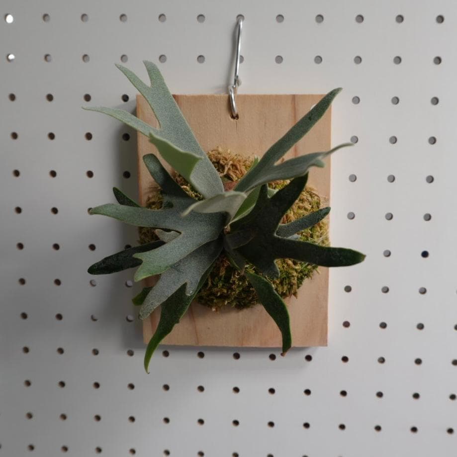 ビカクシダ ウィリンキー ドワーフ バクテリア スポア 板付株 B-2