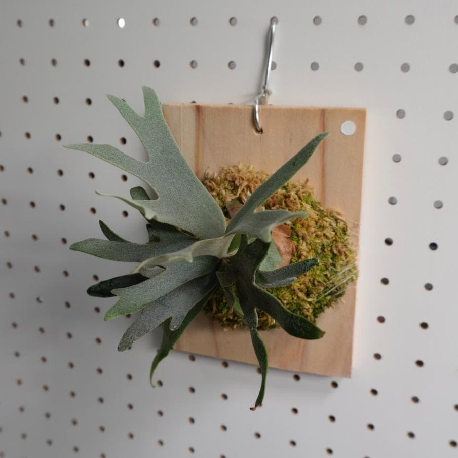 ビカクシダ ウィリンキー ドワーフ バクテリア スポア 板付株 B-2