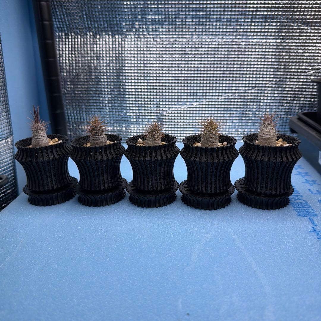 グラキリス　実生16 5株セット