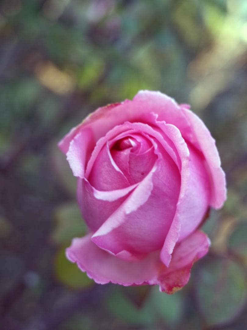 RICOH GR 　APS-C　 少ないショット数