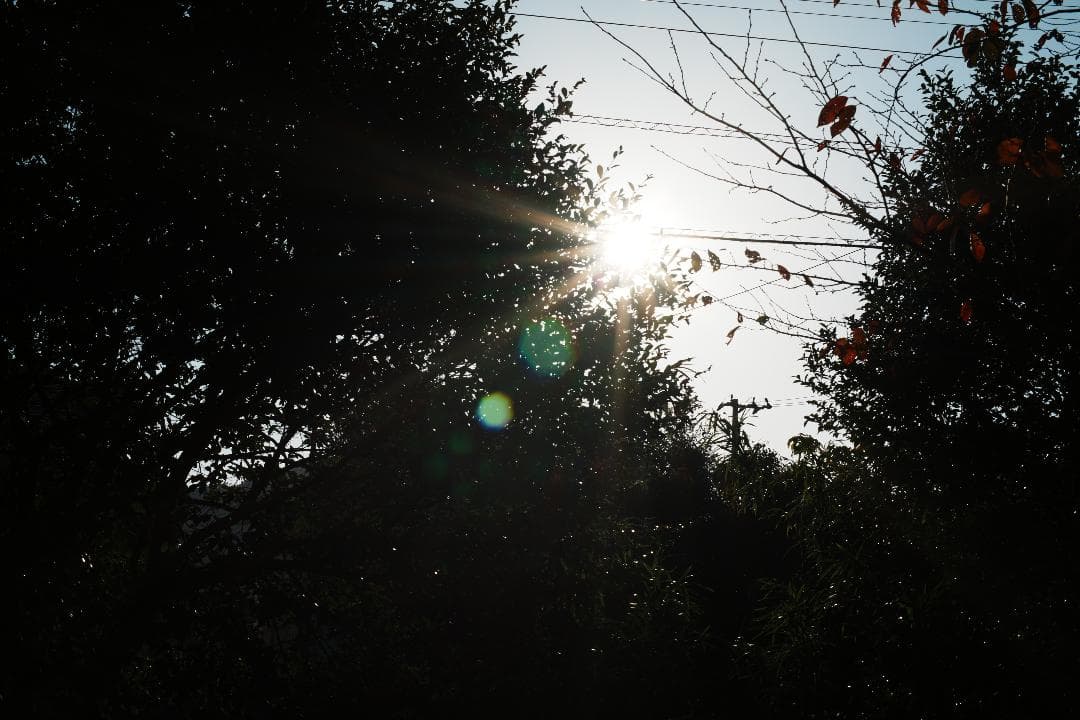 【整備＆テスト済】Nikon Ai Nikkor 50mm F1.4 452