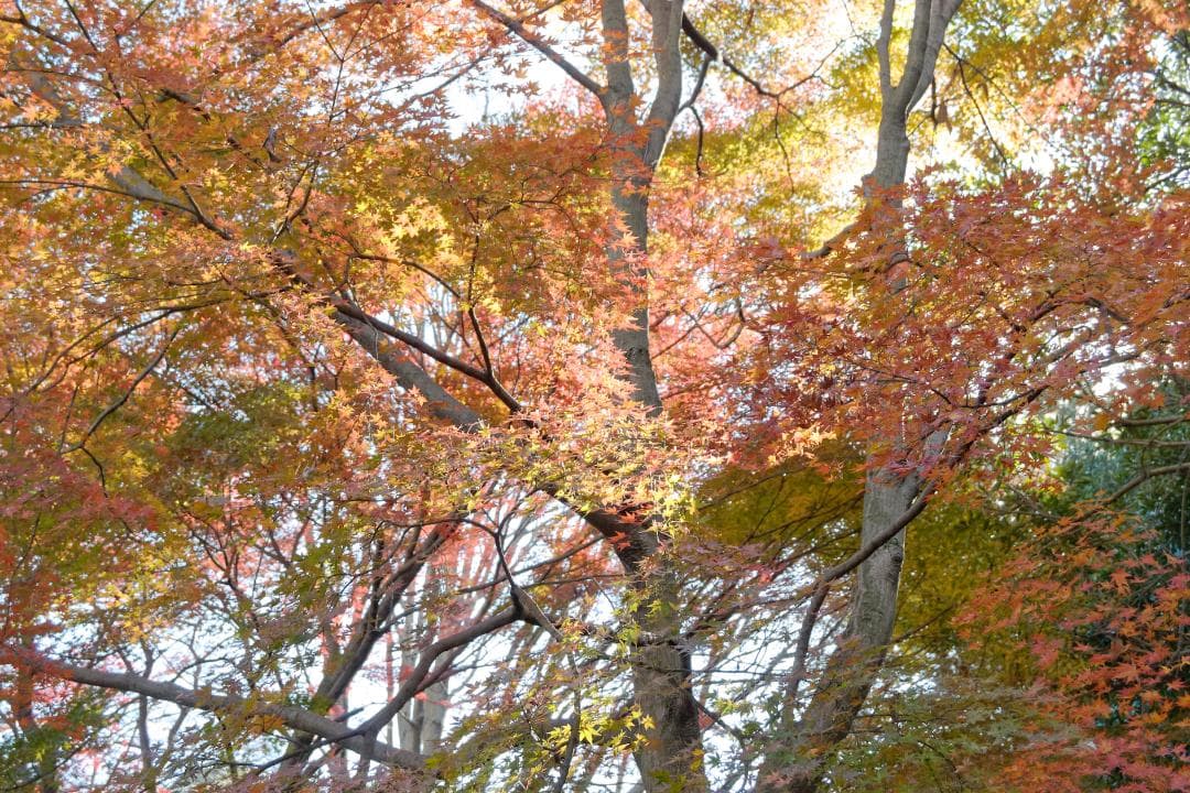 極少ショット数 作例あり ライカ D-LUX 4 Leica 光学極上品