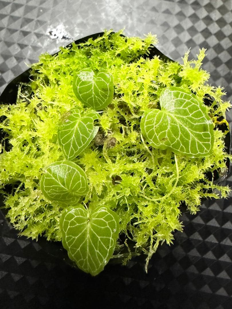 ア*ン様 ⭐︎ Corybas pictus 超小型コリバス・ピクタス