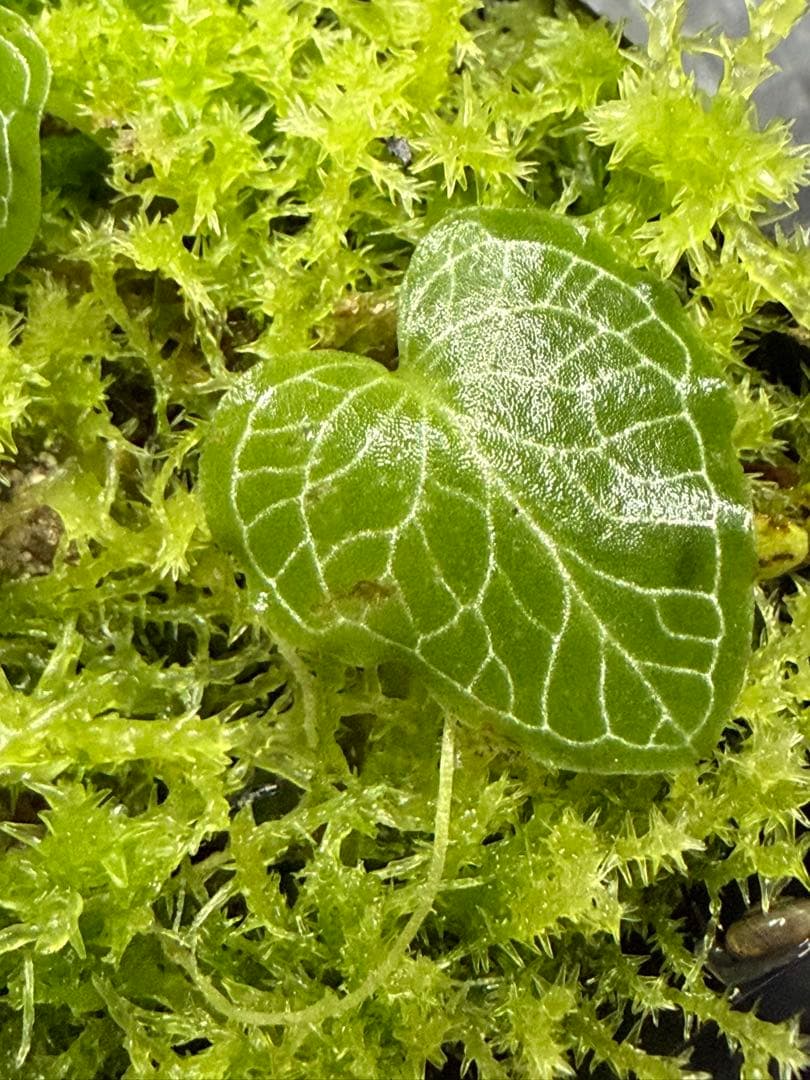 ア*ン様 ⭐︎ Corybas pictus 超小型コリバス・ピクタス