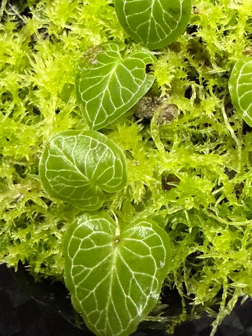 ア*ン様 ⭐︎ Corybas pictus 超小型コリバス・ピクタス