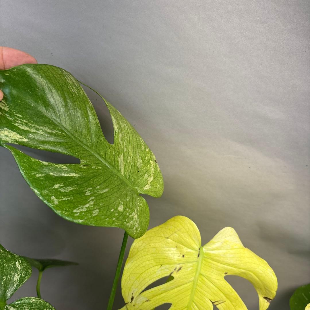 あ*や様 4株セットms47【葉だけ運送傷あり】ホワイトモンスター／天津蘭 斑入