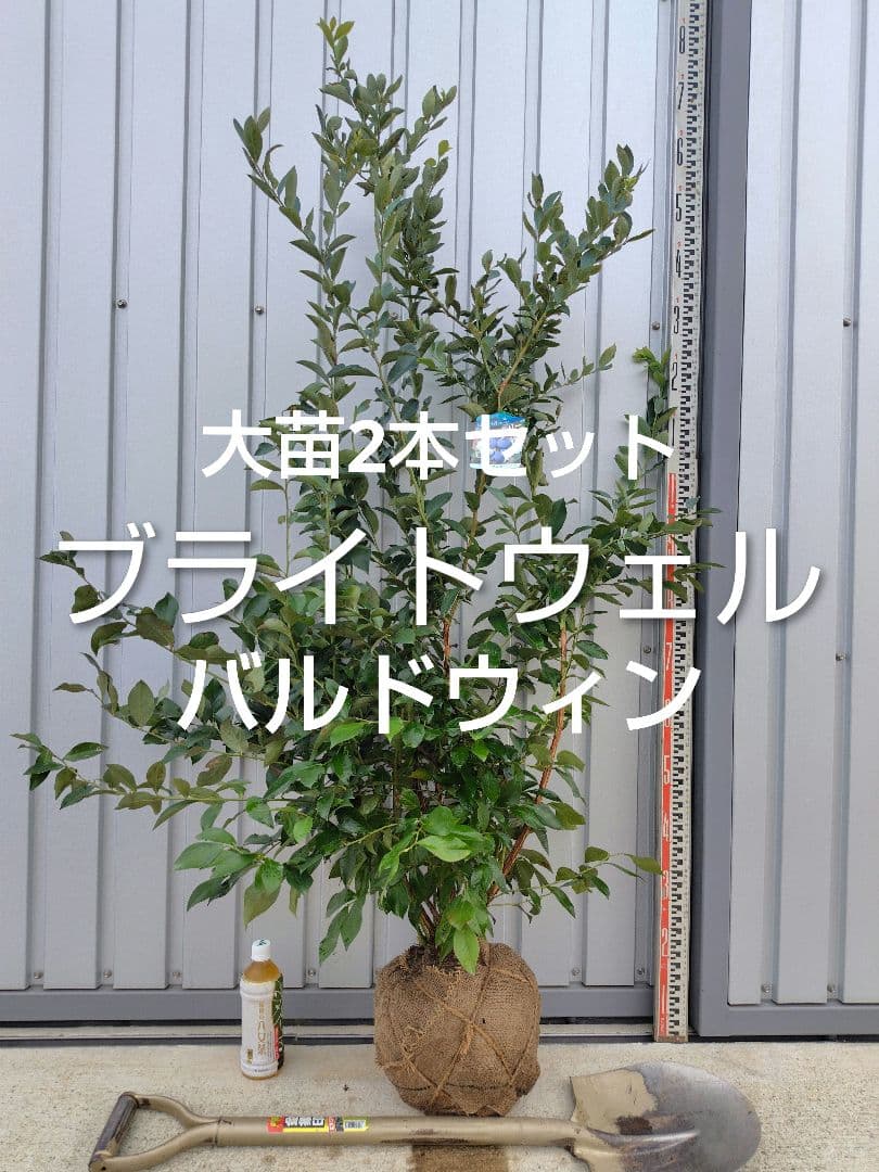 ブルーベリー苗ブライトウェル＆バルドウィン大苗2本セット