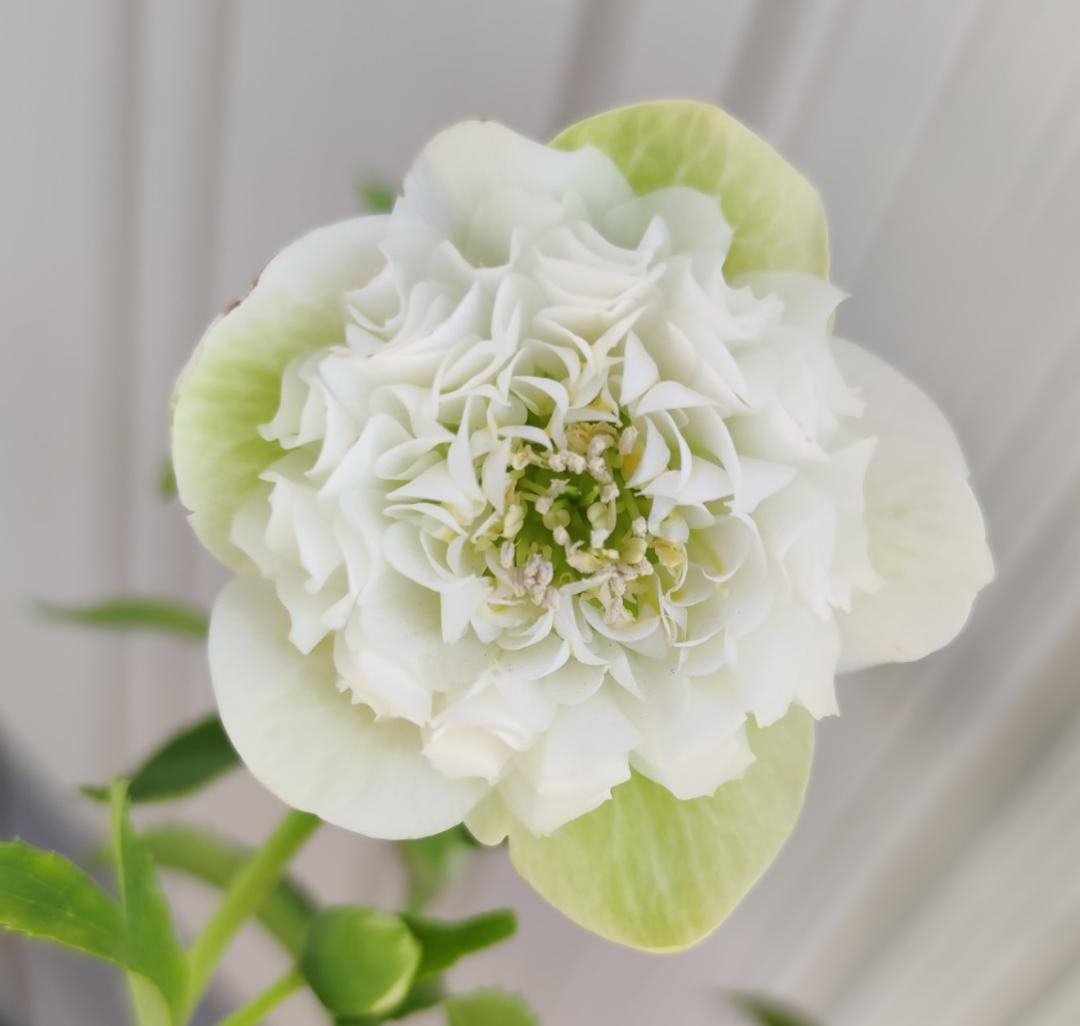 クリスマスローズ　超多弁ホワイト