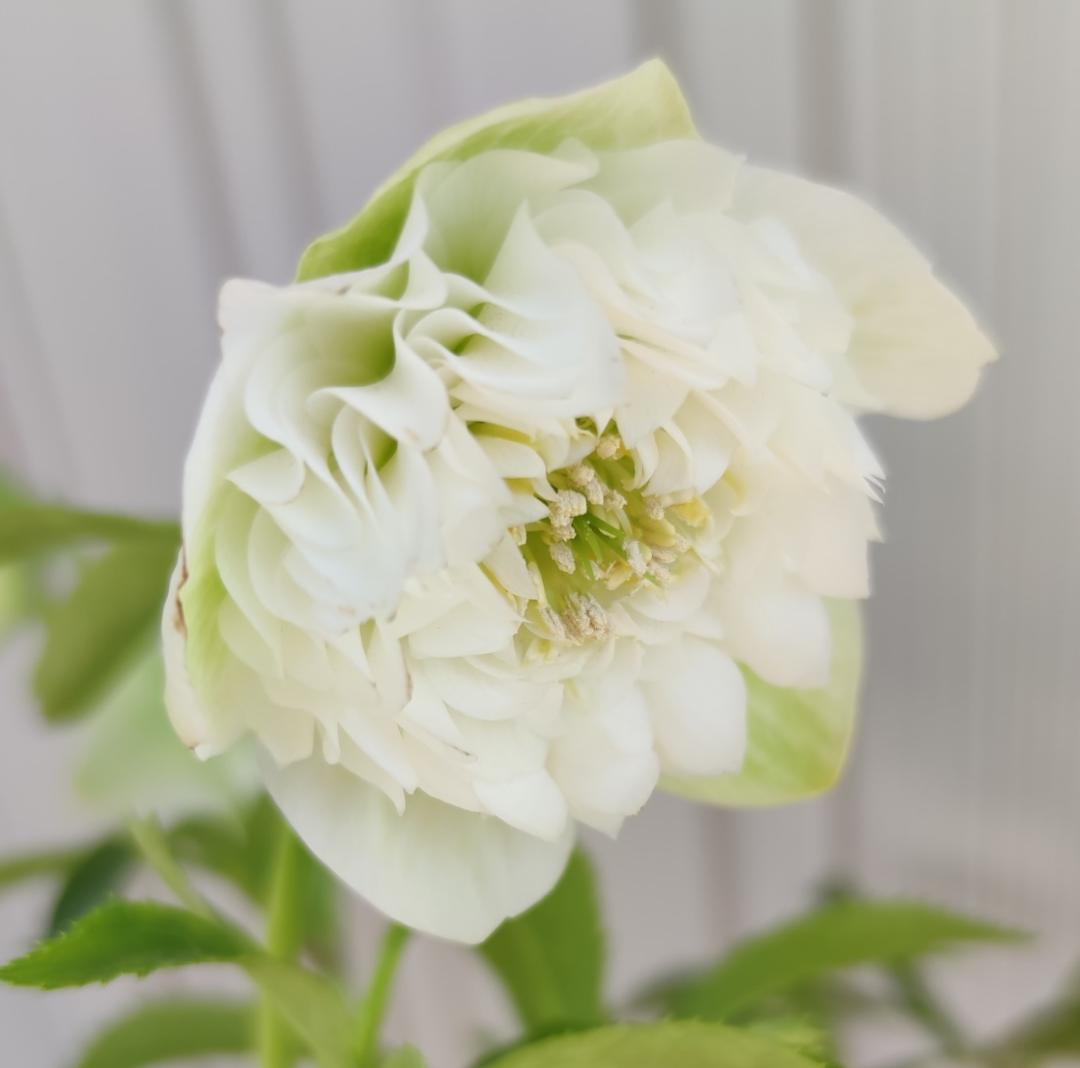 クリスマスローズ　超多弁ホワイト