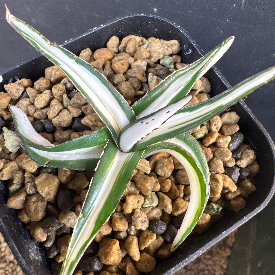 まぁーちゃん　速達込みアガベ　笹の雪　氷山子株　純白中斑