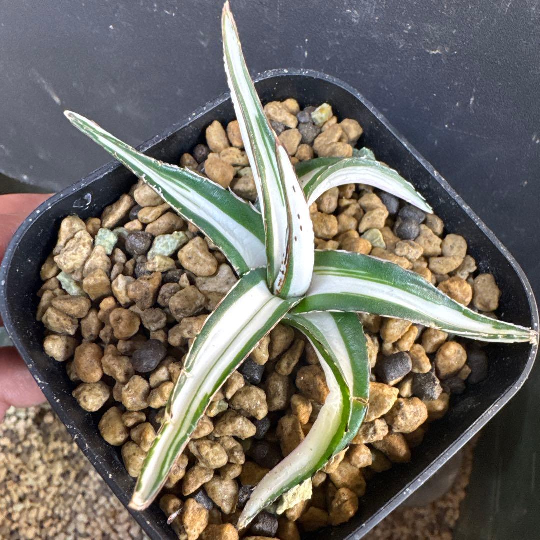 まぁーちゃん　速達込みアガベ　笹の雪　氷山子株　純白中斑