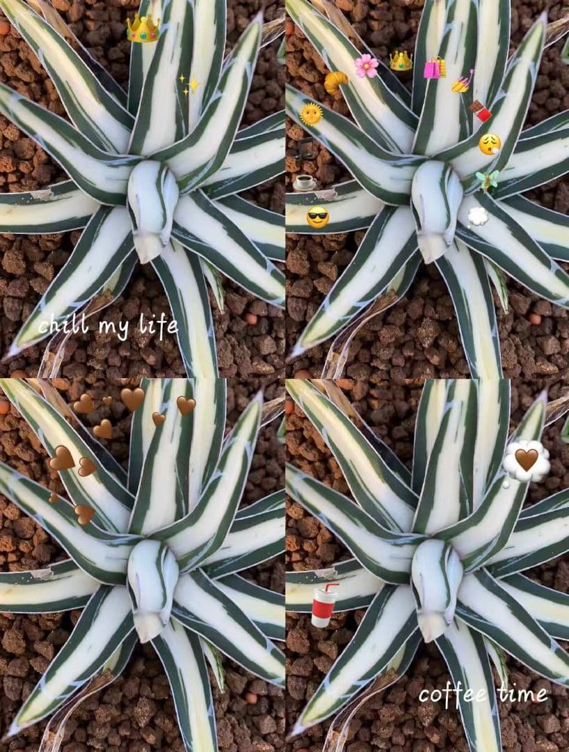 2171アガベ チタノタ 丸叶氷山錦 白中斑 極上中小株 5株セット