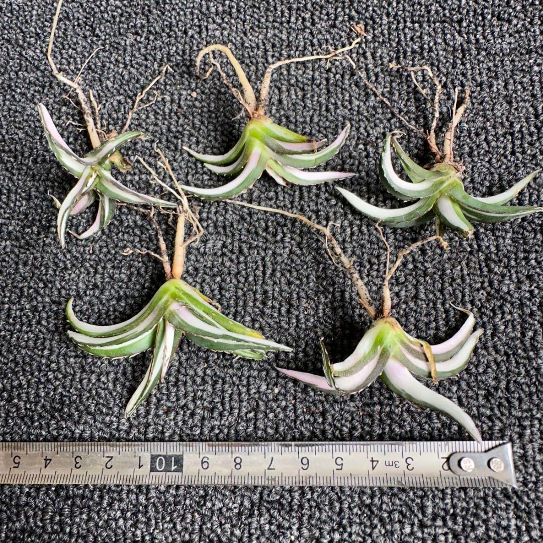 2171アガベ チタノタ 丸叶氷山錦 白中斑 極上中小株 5株セット