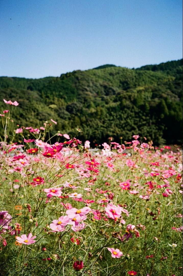 【作例あり】Canon AF35ML QD オートボーイスーパー　クォーツデート