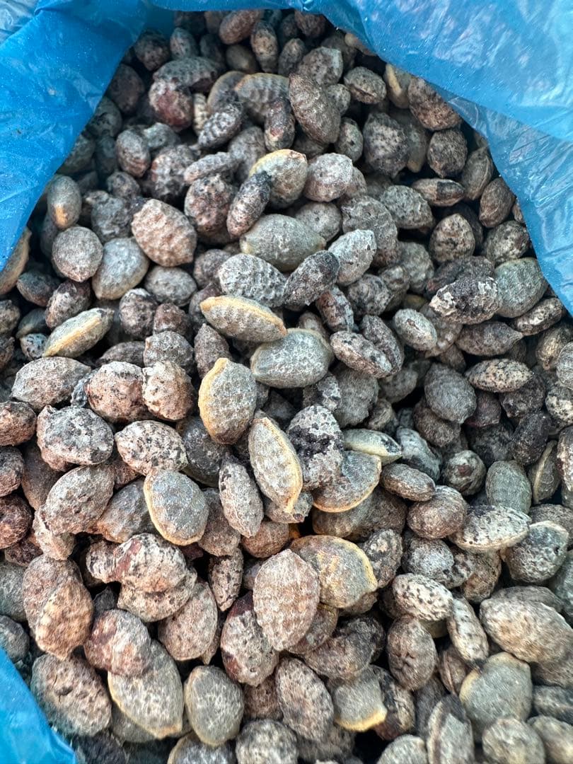 かなぽんぽこ　アデニアペチュエリー種子　48粒