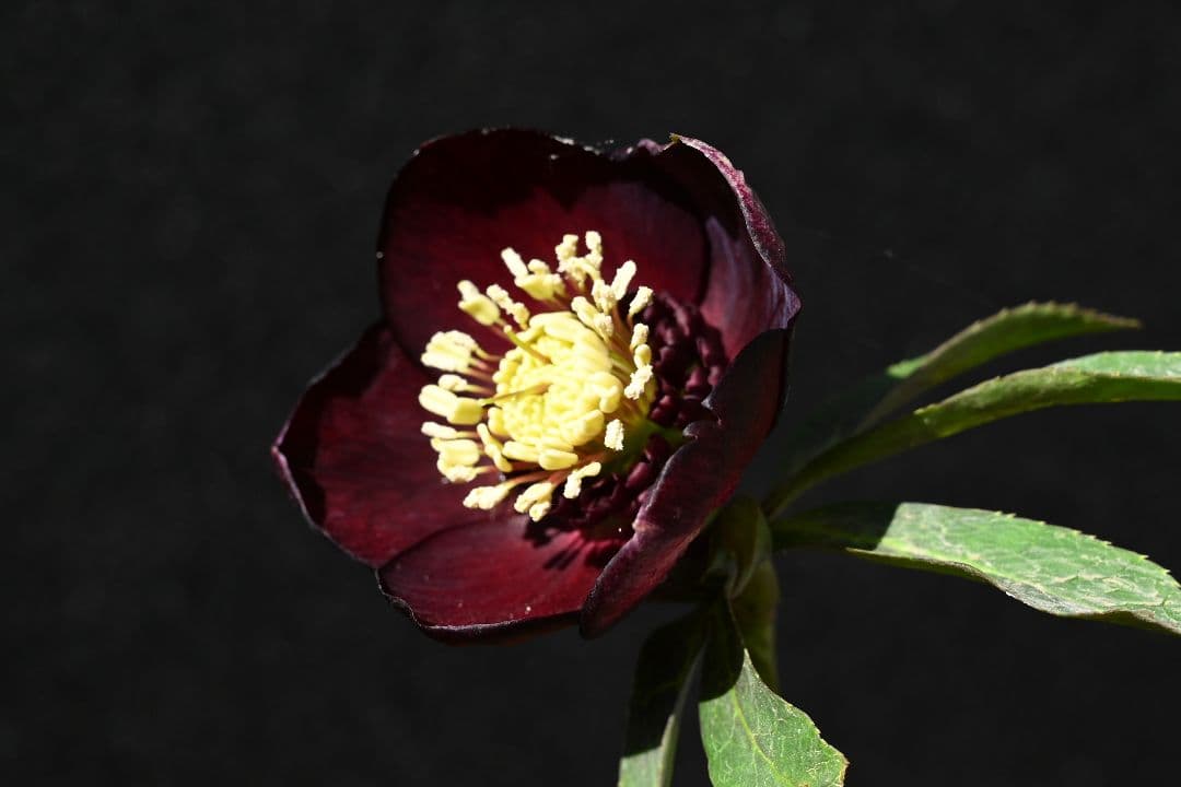 クリスマスローズ　最新花！sdキラメキ✩チョコレート　加藤農園