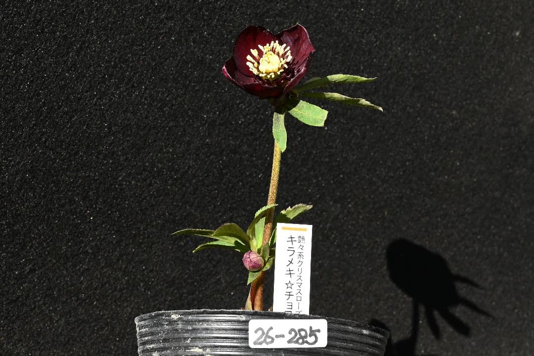 クリスマスローズ　最新花！sdキラメキ✩チョコレート　加藤農園