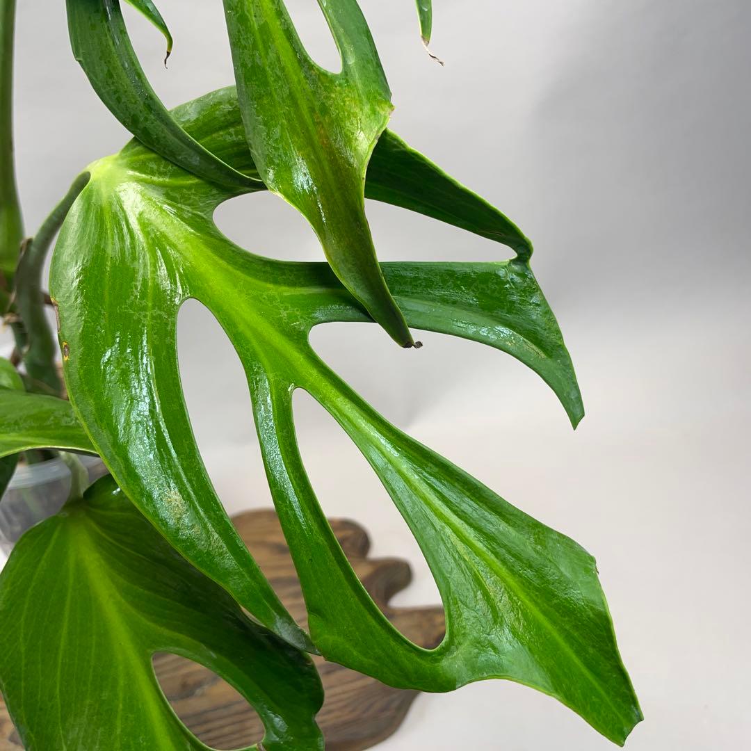 a*u様 a 42 モンステラ バールマルクスフレーム