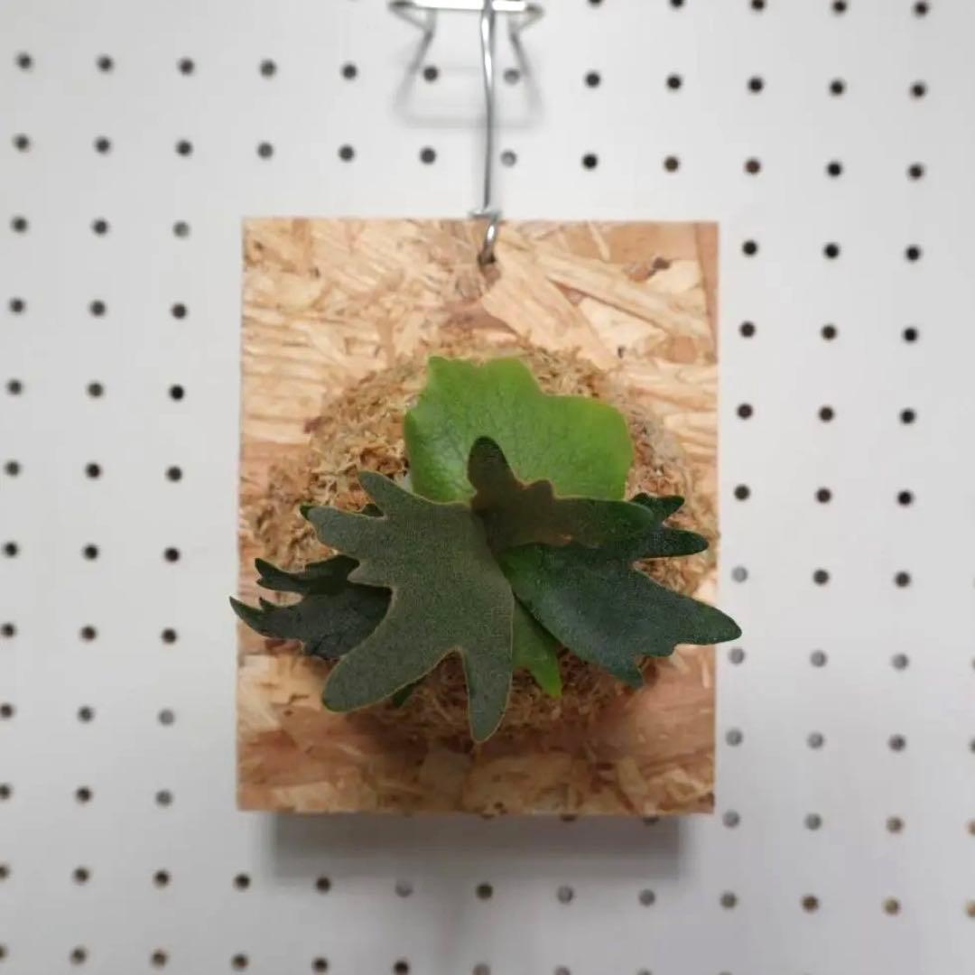 ビカクシダ YMDS ウィリンキー系 イエロームーンドワーフ　スポア