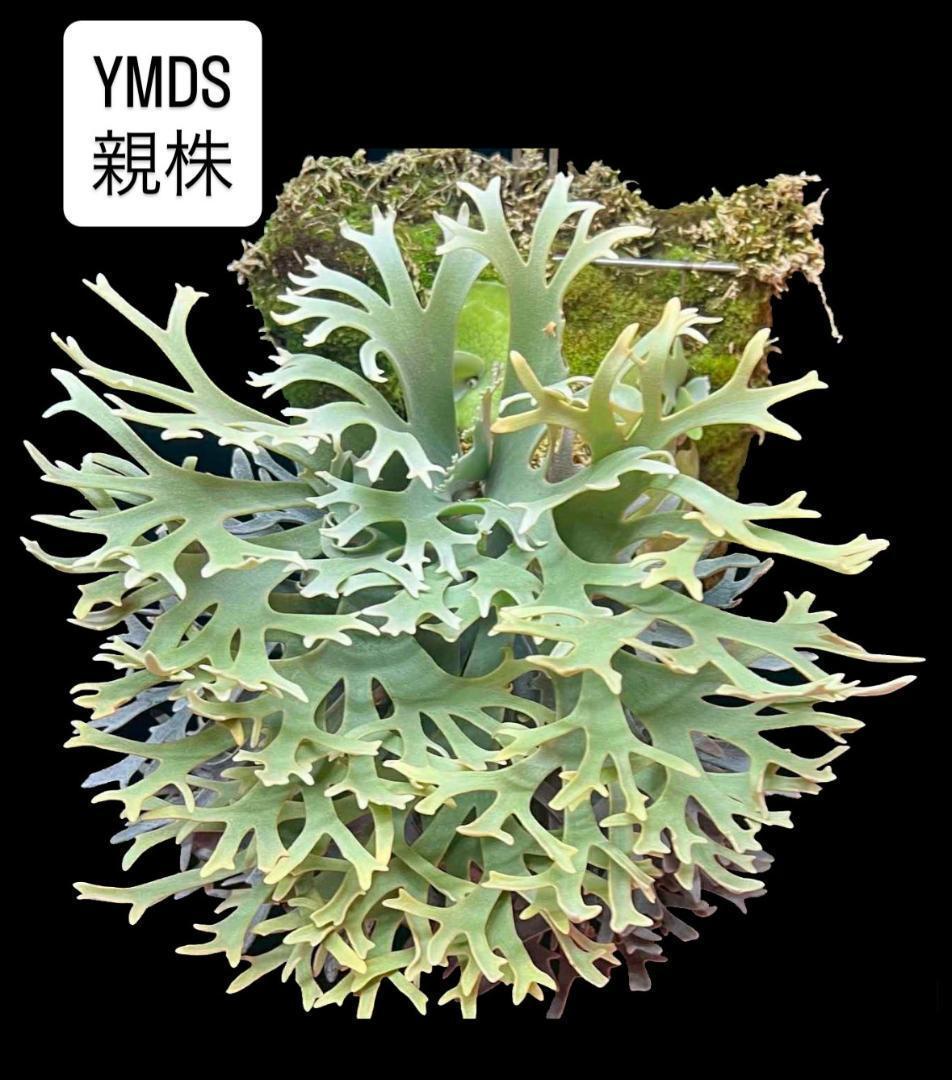 ビカクシダ YMDS ウィリンキー系 イエロームーンドワーフ　スポア