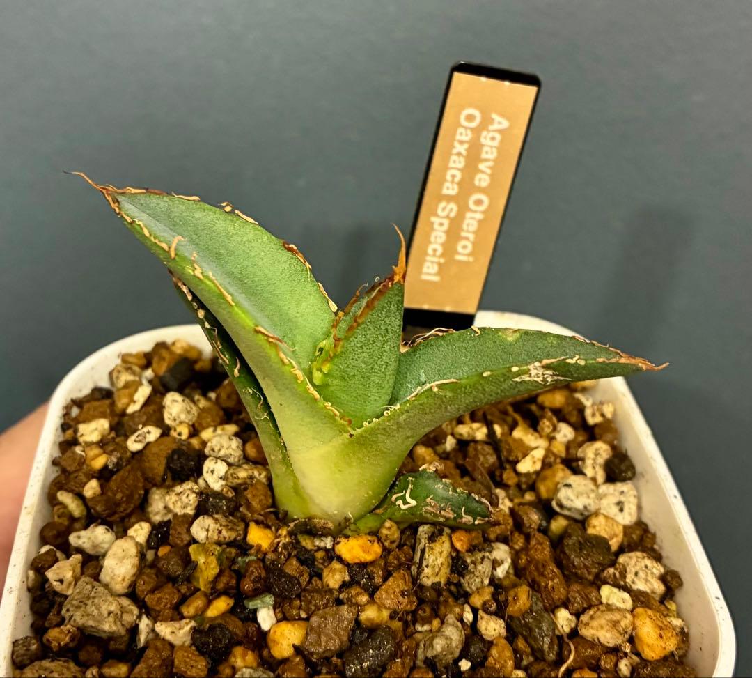 あ*ん様 アガベ オアハカオテロイ現地実生株の仔株/検悪魔くんスーパーチタノタレ