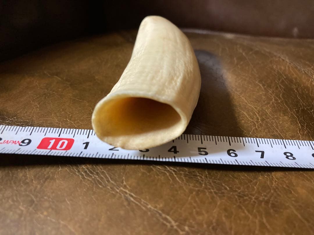 鯨歯 約9.5cm 約86.3g マッコウ鯨牙　抹香鯨