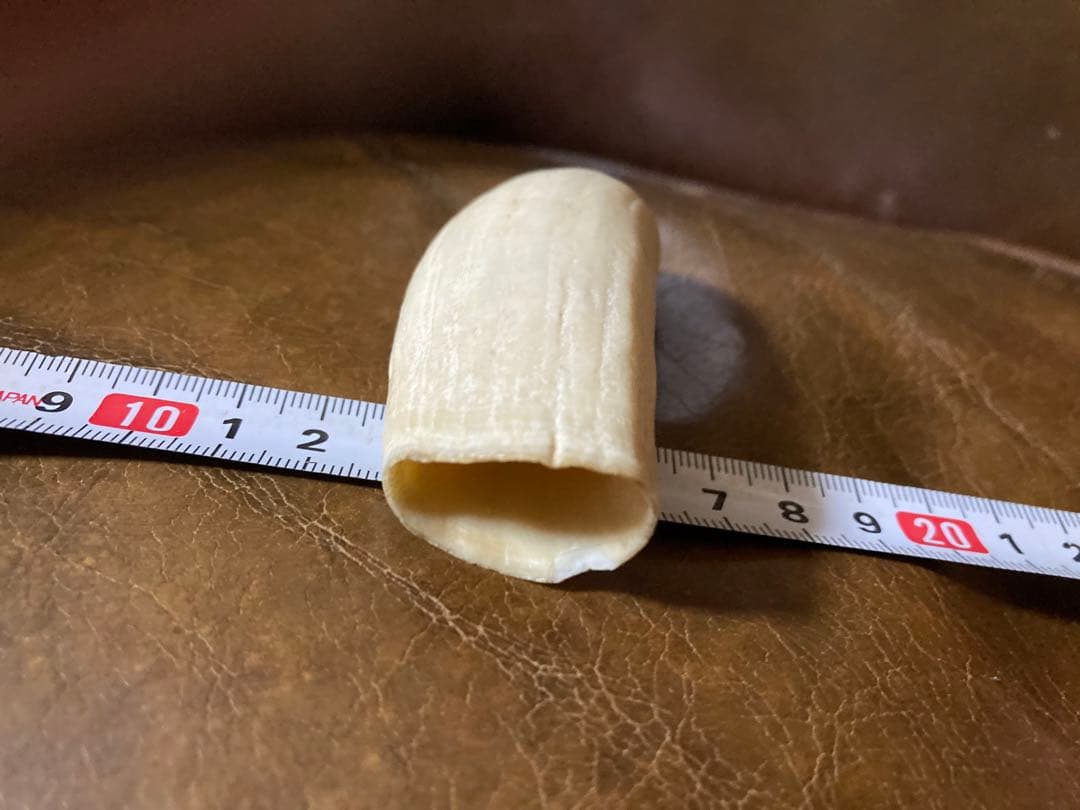 鯨歯 約9.5cm 約86.3g マッコウ鯨牙　抹香鯨