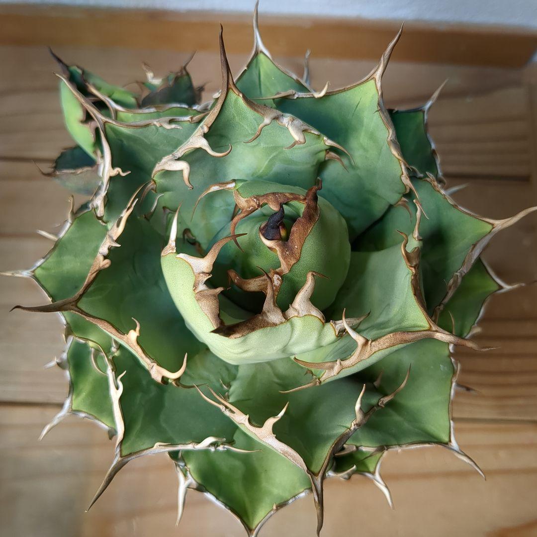 チタノタ　ペルシアンドワーフ　イラン株