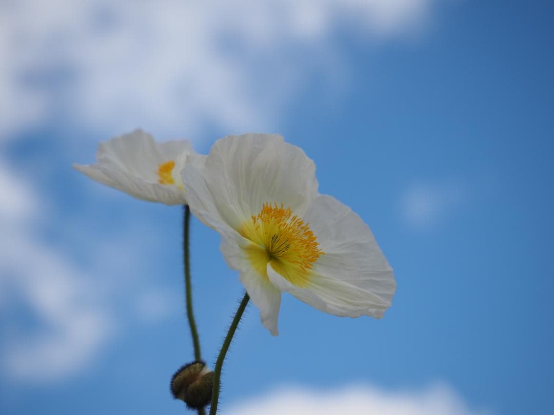 【Shoco14さん専用】 ミラーレスカメラ用レンズ