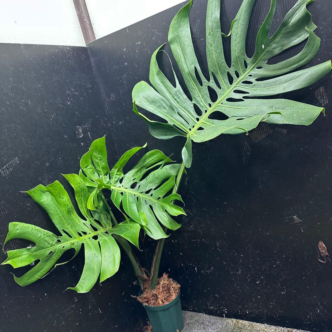 癒*ゝ様 モンステラデリシオーサマクロコズム超希少系統鉢植え78㎝