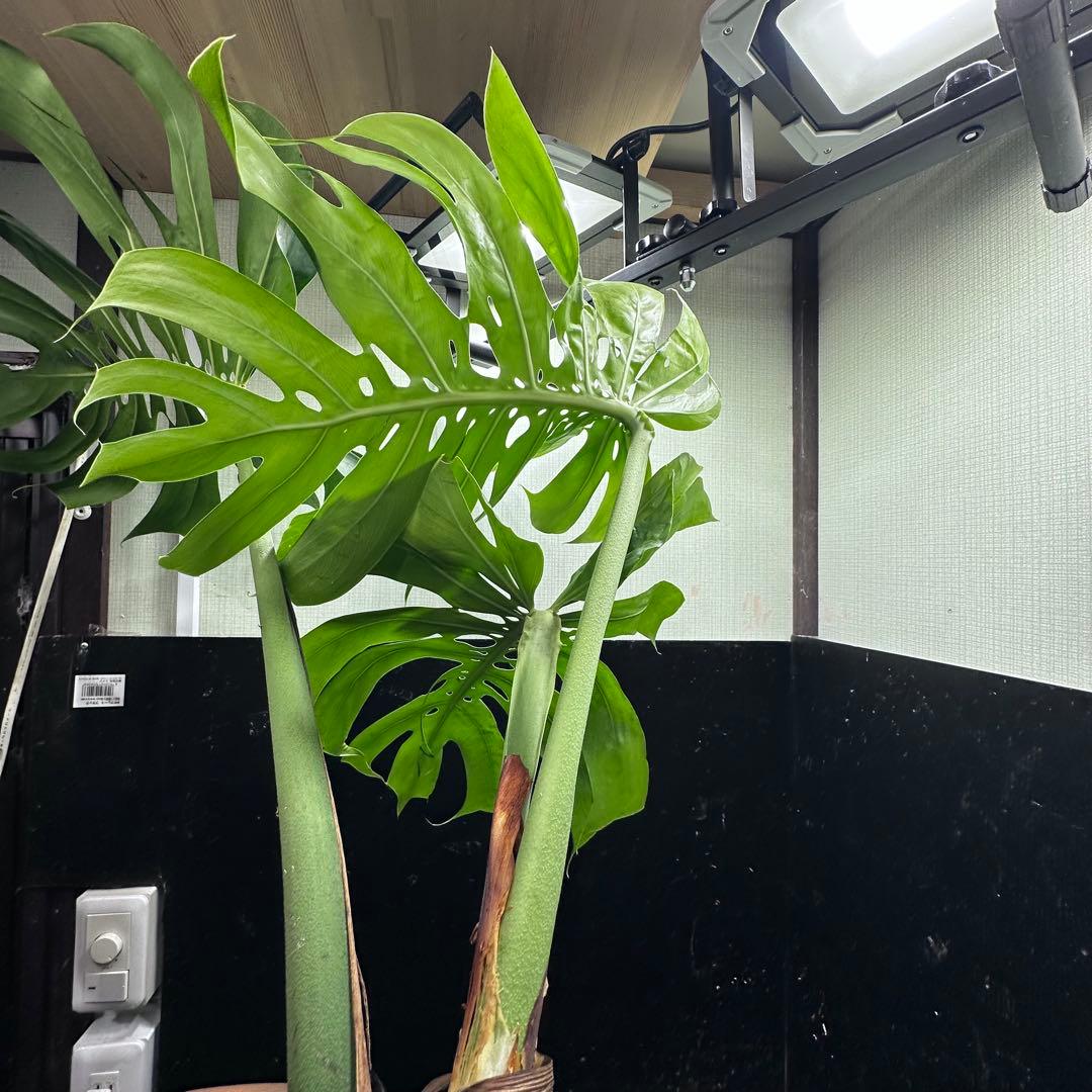 癒*ゝ様 モンステラデリシオーサマクロコズム超希少系統鉢植え78㎝