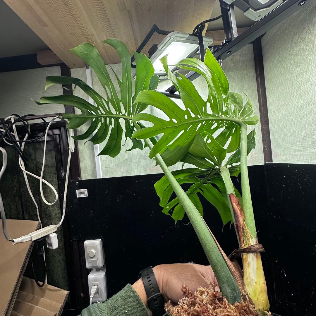 癒*ゝ様 モンステラデリシオーサマクロコズム超希少系統鉢植え78㎝