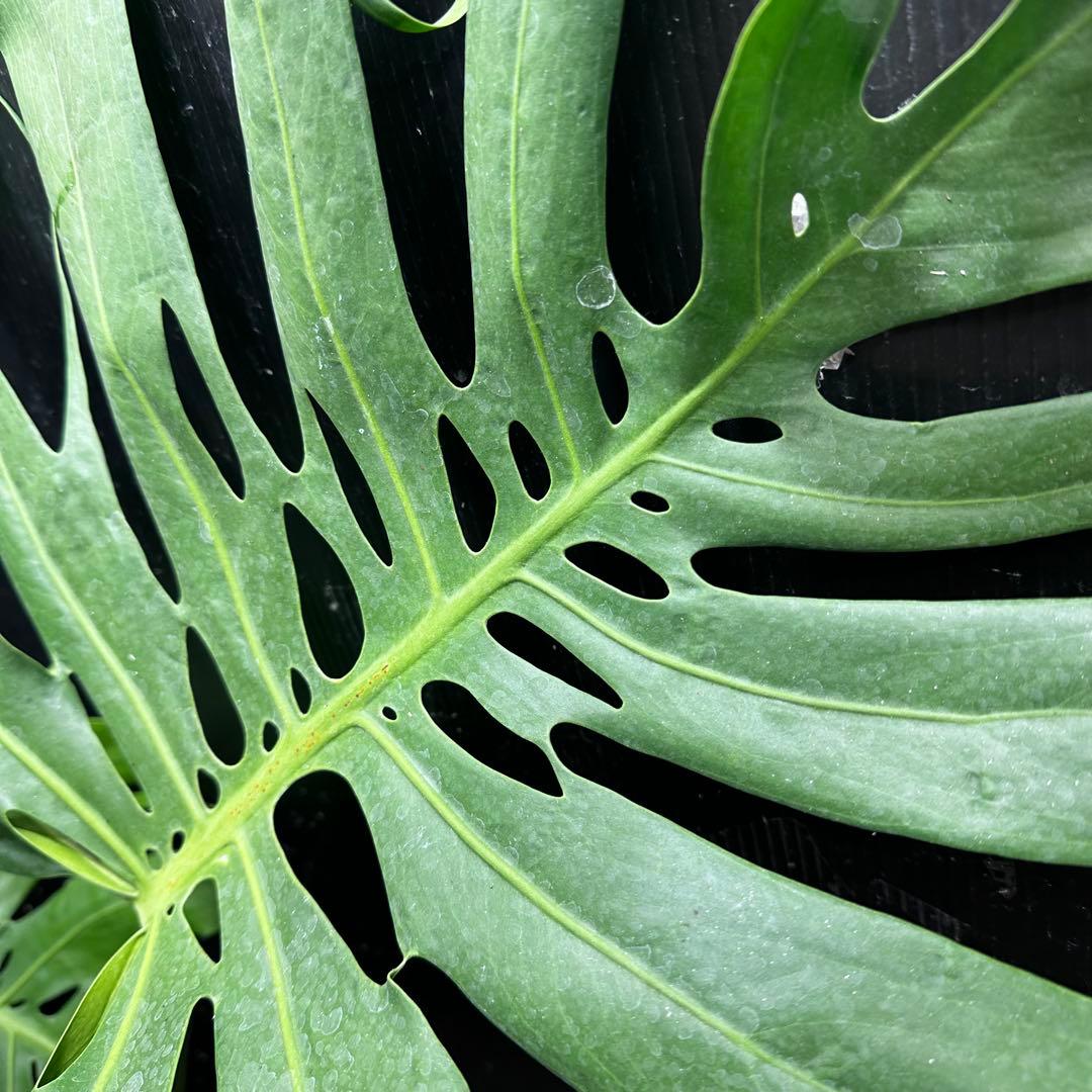 癒*ゝ様 モンステラデリシオーサマクロコズム超希少系統鉢植え78㎝