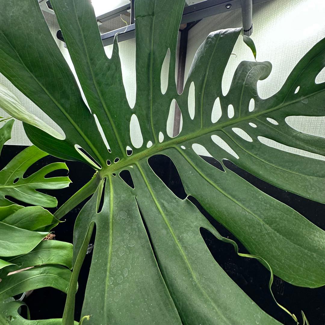 癒*ゝ様 モンステラデリシオーサマクロコズム超希少系統鉢植え78㎝