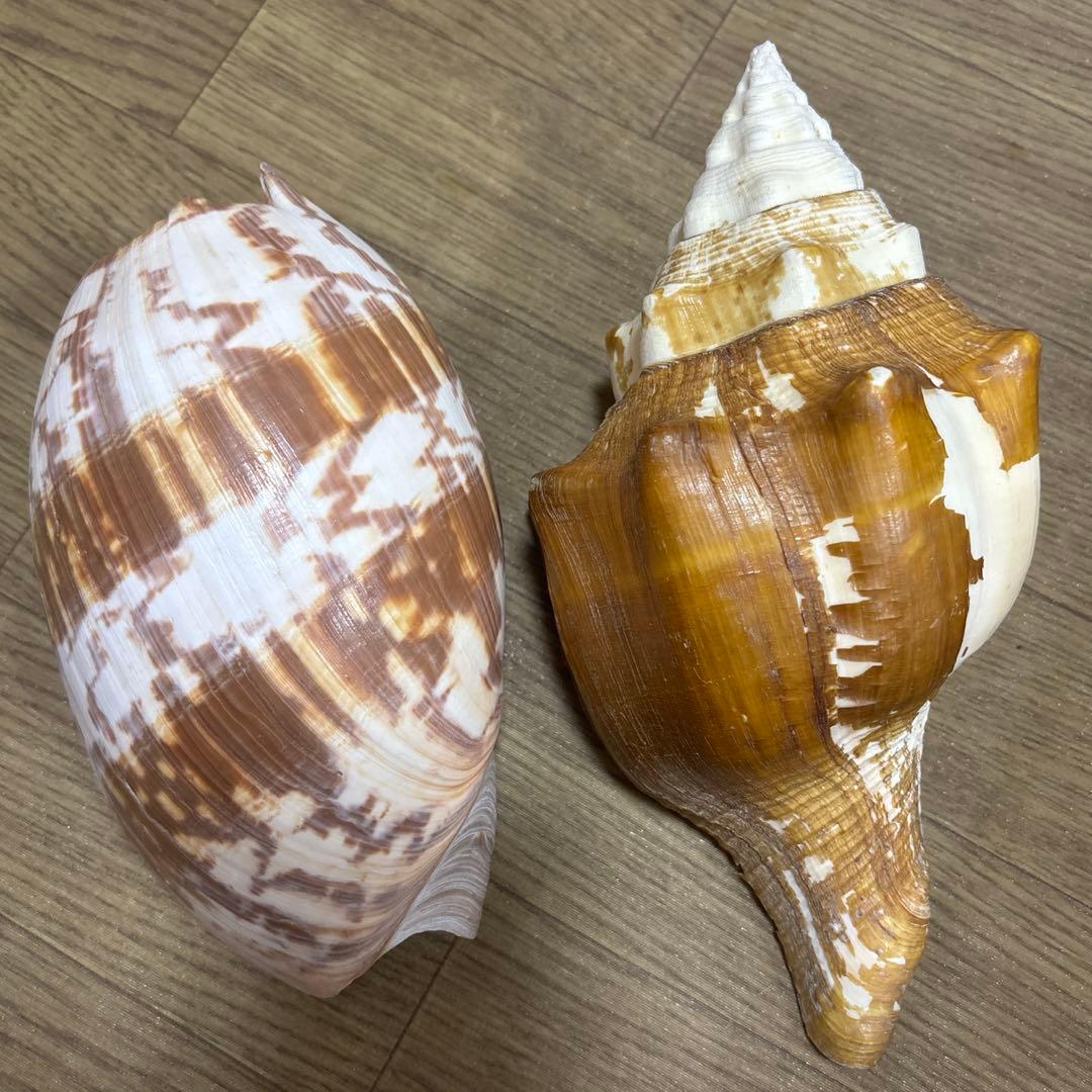 Meyo 7175　　貝殻10点