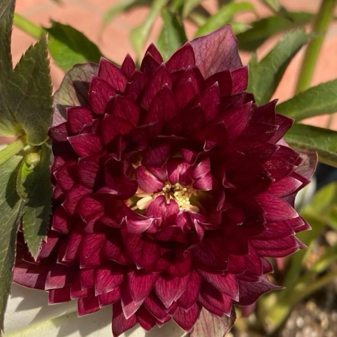 クリスマスローズ開花株 広瀬園芸鮮やかなレッドクレオパトラ系